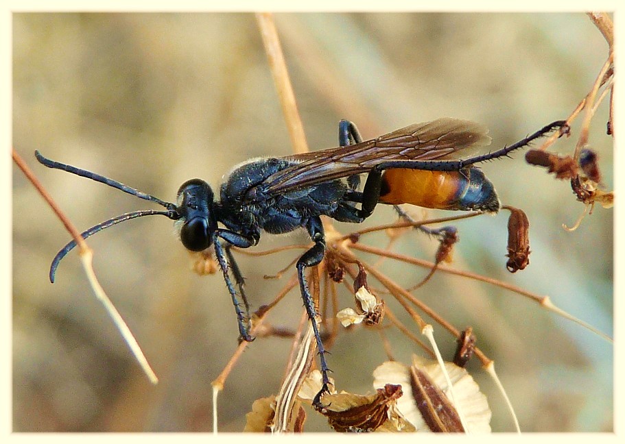 Sphex cf. funerarius (Sphecidae).